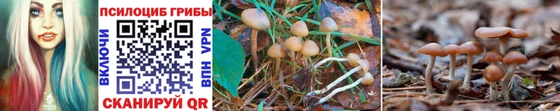 Галлюциногенные грибы Cubensis  Олонец 